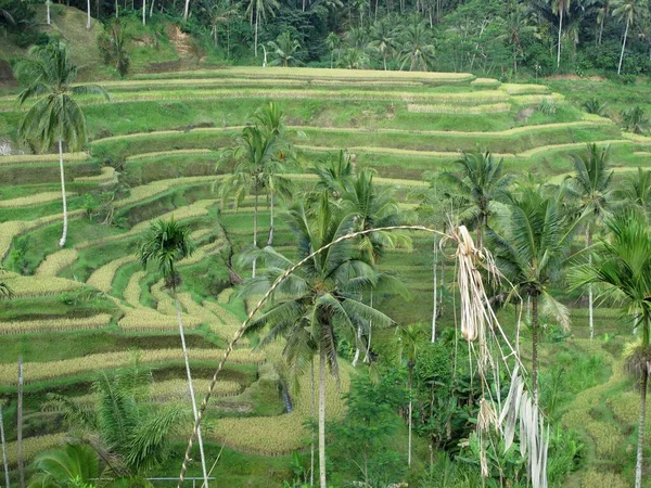 Endonezya Bali Yüksek Açılı Yeşil Pirinç Terası — Stok fotoğraf