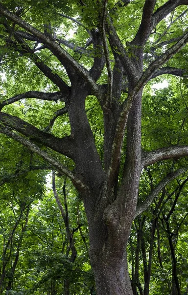 Uma Bela Vista Das Árvores Altas Floresta — Fotografia de Stock