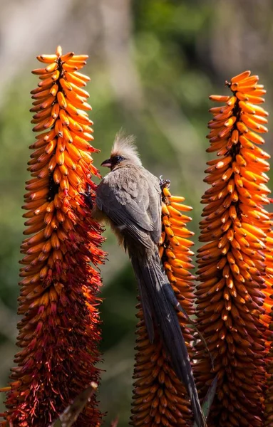 Plano Vertical Enfoque Superficial Mousebird Sentado Una Flor Kniphofia Naranja — Foto de Stock