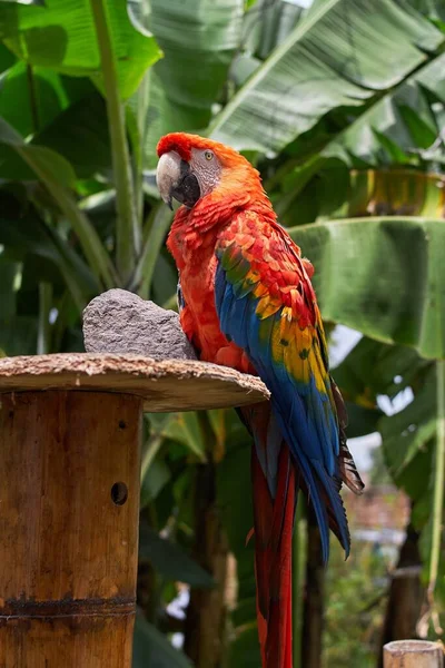 Widok Bliska Kolorowe Szkarłatne Macaw Rozmytym Tle — Zdjęcie stockowe