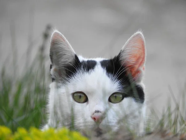 Közelkép Egy Gyönyörű Fekete Fehér Macskáról Átszúró Zöld Szemekkel — Stock Fotó