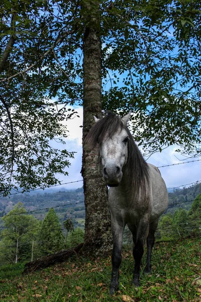 Plan Vertical Cheval Debout Sous Arbre Dans Une Prairie — Photo