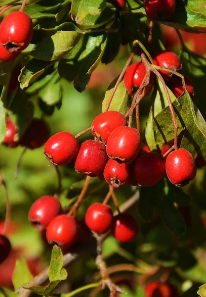 Tiro Close Ramo Com Crataegus Monogyna Fruta — Fotografia de Stock