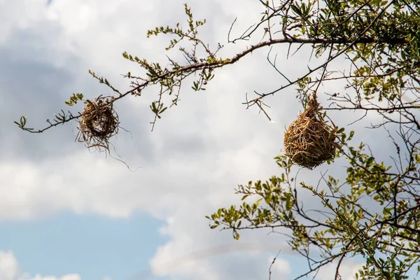 Nahaufnahme Eines Vogelnestes Das Vor Dem Wolkenverhangenen Himmel Einem Ast — Stockfoto