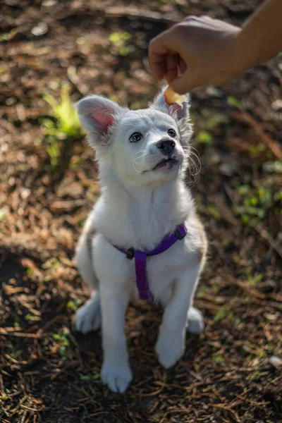 Вертикальный Снимок Белой Собаки Фиолетовым Ремнем Смотрящей Вверх Руку Предлагающей — стоковое фото