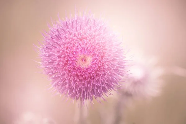 Detailní Záběr Krásné Růžové Mimózy Květiny Rozmazaném Pozadí — Stock fotografie