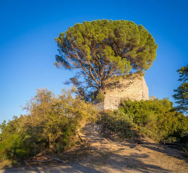 Primer Plano Gran Árbol Junto Fragmento Sobrevivido Una Antigua Muralla —  Fotos de Stock