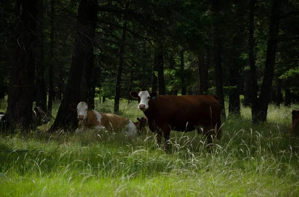 緑の森の中でカメラを見ている牛たち — ストック写真