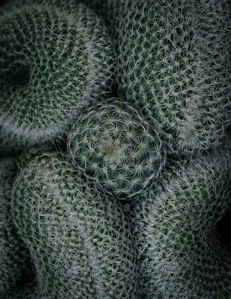 Uma Vista Superior Cactos Espinhosos Verdes — Fotografia de Stock