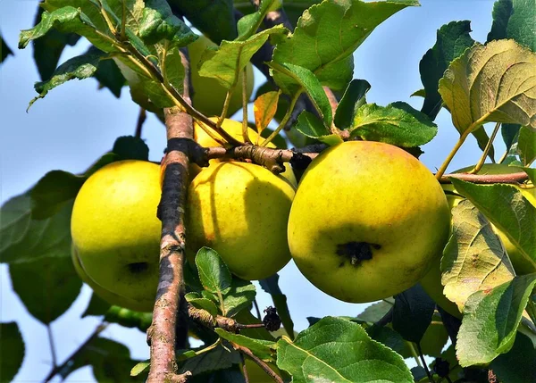가지에 초록색 사과를 클로즈업 — 스톡 사진