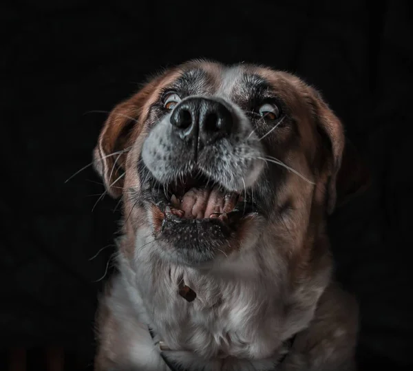 一只长着黑色背景的可爱的打哈欠的圣伯纳德犬的特写镜头 — 图库照片