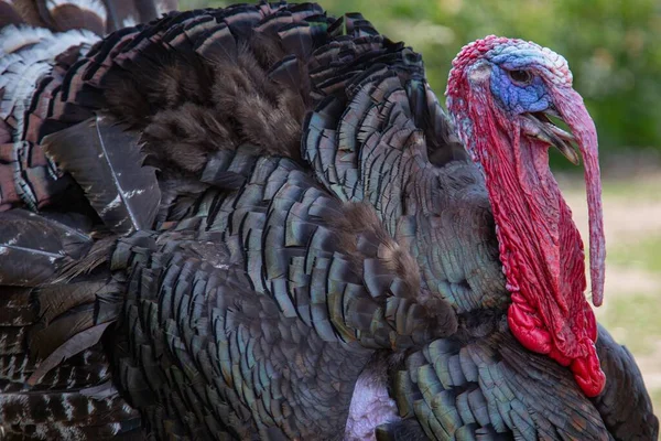 Primer Plano Pavo Salvaje Bajo Luz Del Sol — Foto de Stock