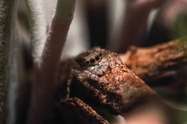 Zbliżenie Przerażającej Tarantuli Ośmioma Oczami Długimi Owłosionymi Nogami Chodzącymi Kawałku — Zdjęcie stockowe