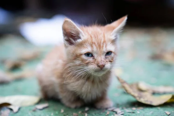 一只棕色的小猫趴在地上的特写镜头 — 图库照片
