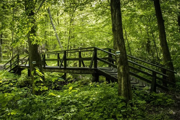 Uma Ponte Ferro Uma Floresta Verde — Fotografia de Stock