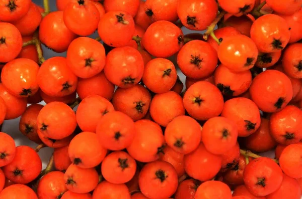 Detailní Záběr Mnoha Plodů Sorbus Domestica — Stock fotografie