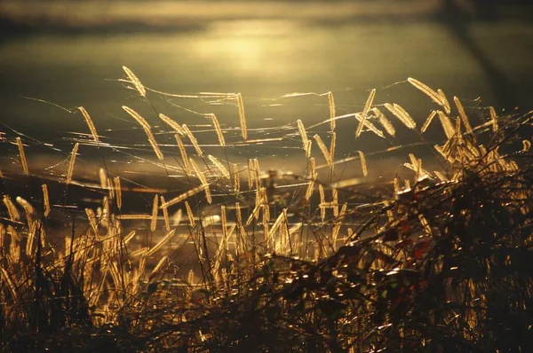 Foco Suave Juncos Com Teia Solta Sol Tarde Fundo — Fotografia de Stock