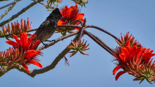 一种球状的鸟 栖息在带有蓝色背景的红色花朵的枝条上 — 图库照片