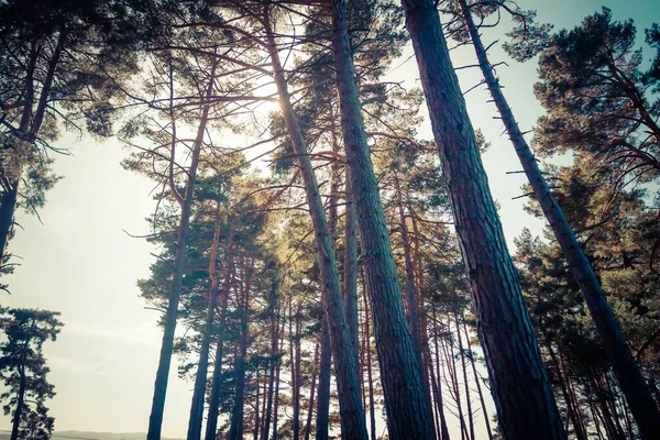 Vue Angle Bas Bosquet Avec Grands Arbres Lumière Jour — Photo