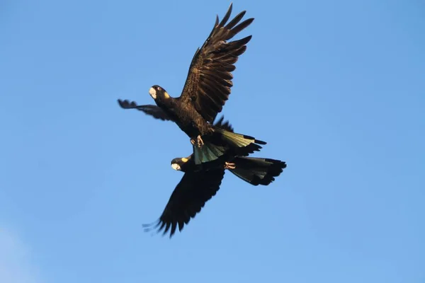 Flying Cockatoos Yellow Tailed Black Cockatoo Perfect Australian Blue Sky — Stock Photo, Image