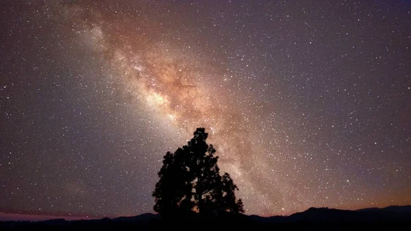 夜空が明るく夜空に輝く木のシルエット — ストック写真