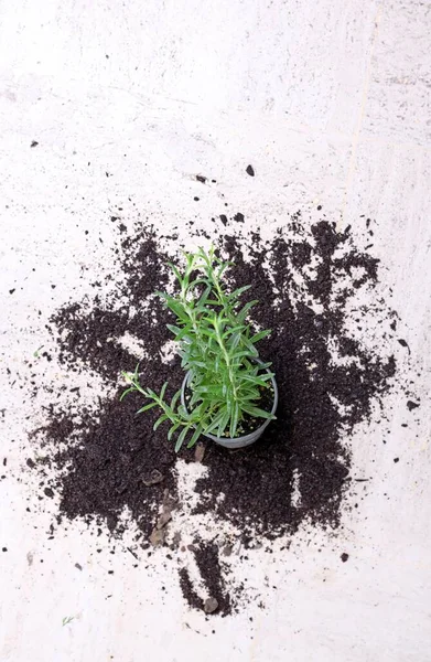 Una Planta Interior Caída Sobre Una Superficie Blanca Rodeada Tierra —  Fotos de Stock