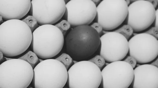 Close Gray Scale Shot Carton Eggs — Stock Photo, Image