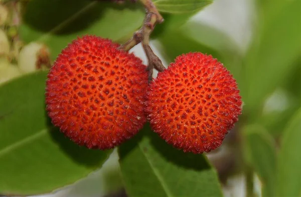 Eine Nahaufnahme Von Roten Früchten Des Arbutus Unedo — Stockfoto