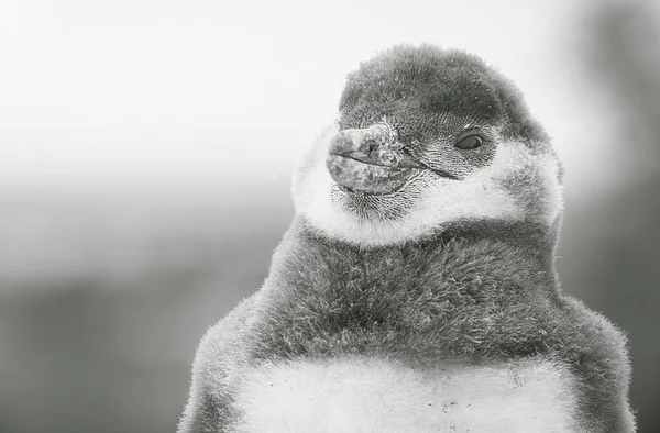 Eine Graustufen Nahaufnahme Eines Niedlichen Kleinen Pinguins — Stockfoto