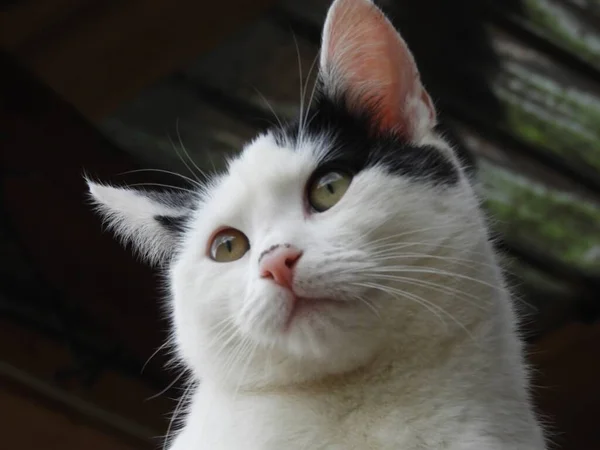 Снимок Крупным Планом Красивой Черно Белой Кошки Зелеными Глазами — стоковое фото