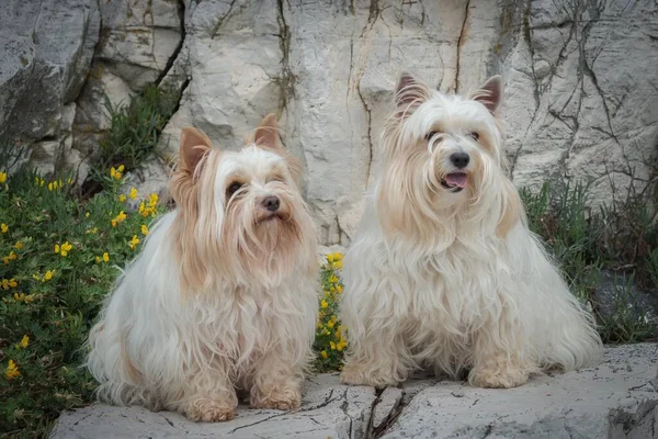 Eine Nahaufnahme Von Zwei Bolognese Hund Auf Den Felsen Mit — Stockfoto
