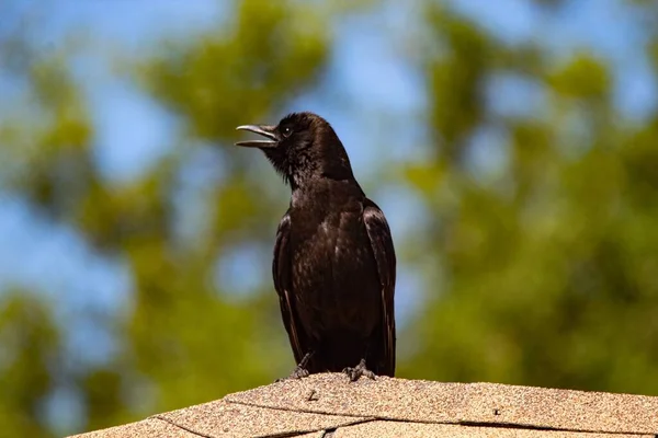 Primer Plano Cuervo Negro Gritando Sentado Techo —  Fotos de Stock