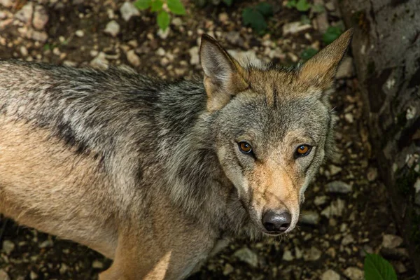 Een Close Van Een Coyote Een Bos Onder Het Zonlicht — Stockfoto