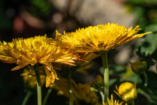 Closeup Shot Dandelions Growing Garden — Stock Photo, Image