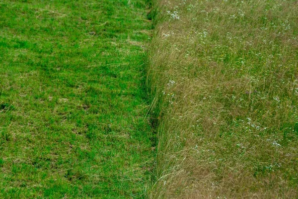 Primo Piano Campo Con Erba Falciata Metà Giorno — Foto Stock