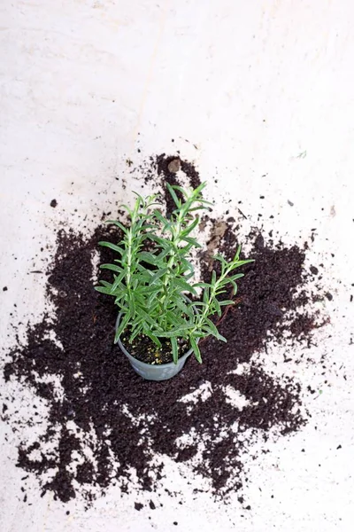 Una Planta Interior Caída Sobre Una Superficie Blanca Rodeada Tierra — Foto de Stock