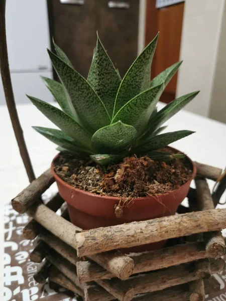 Una Toma Vertical Haworthia Aloe Hybrid Una Maceta — Foto de Stock