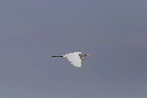 Primer Plano Solo Gannet Volando Con Cielo Despejado Después Puesta —  Fotos de Stock