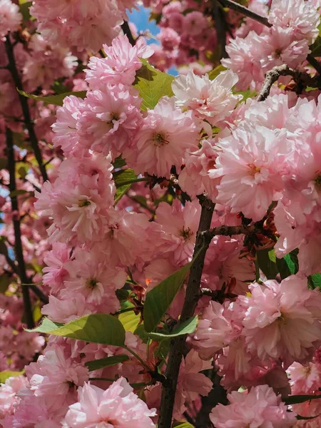 Primer Plano Vertical Flores Rosadas Creciendo Árbol — Foto de Stock