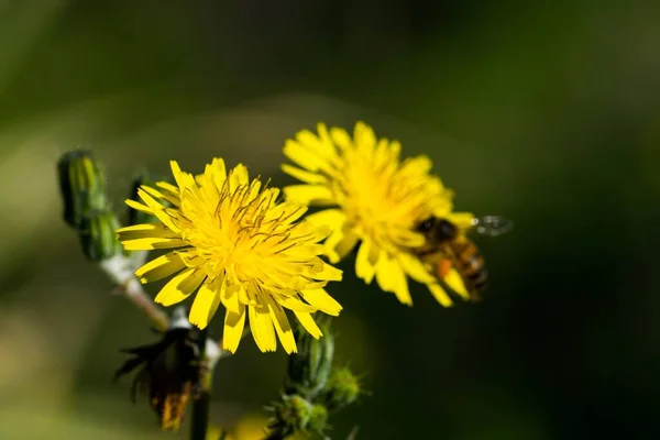 Gelbe Sauen Blühen Der Maltesischen Landschaft Und Werden Von Einer — Stockfoto