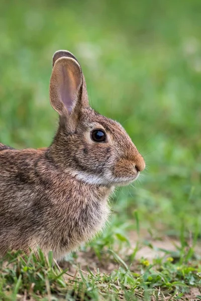 Das Süße Und Entzückende Braune Kaninchen Sitzt Auf Dem Gras — Stockfoto
