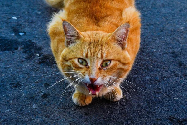 Kızgın Miyavlayan Kızıl Bir Kedinin Güneş Işığının Altında Yakın Çekimi — Stok fotoğraf