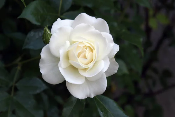 Primer Plano Enfoque Superficial Una Rosa Blanca Jardín Verde — Foto de Stock