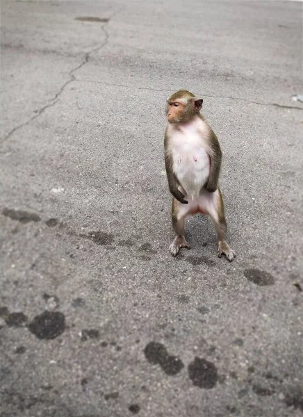 Вертикальний Знімок Красивої Мавпи Стоїть Ногах Вулиці — стокове фото