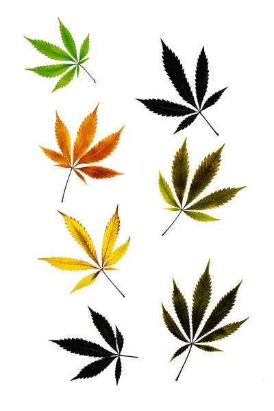 Ett Vertikalt Mönster Färgade Marijuanablad Isolerade Vit Bakgrund — Stockfoto