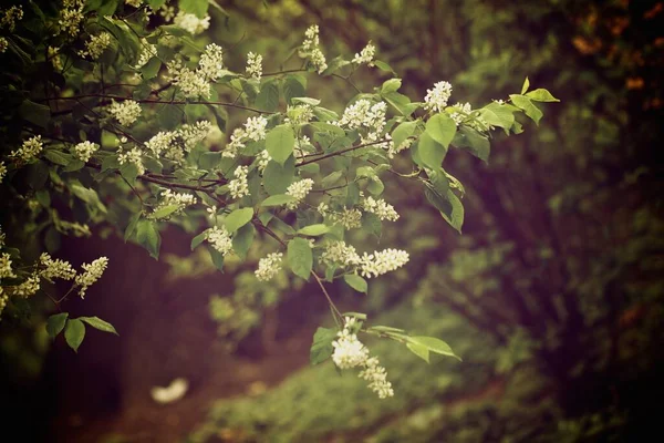 Boomtakken Met Mooie Witte Bloemen Wazige Achtergrond — Stockfoto