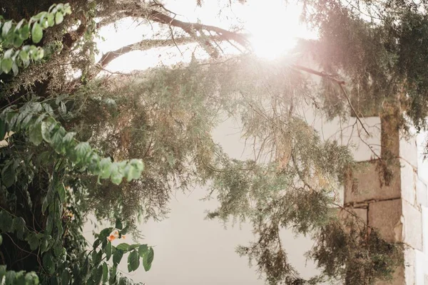 Selektiv Fokusbild Solen Skiner Genom Grenarna — Stockfoto