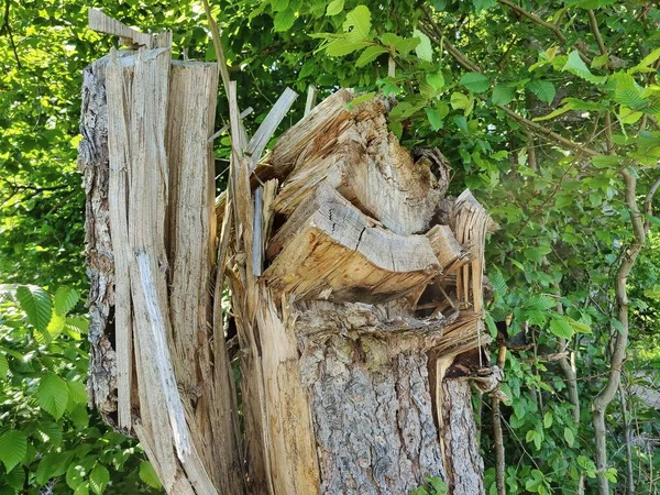 Eine Nahaufnahme Der Überreste Eines Gefällten Baumes Wald — Stockfoto
