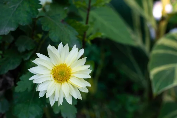 Closeup Shot White Shasta Daisy Growing Garden — Stock Photo, Image