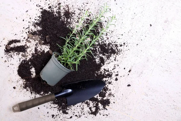 Pala Cubierta Tierra Negra Junto Planta Interior — Foto de Stock